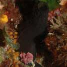 See all pictures for Phallusia fumigata