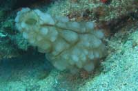 See all pictures for Phallusia mammillata