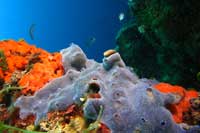 See all pictures for Phorbas tenacior