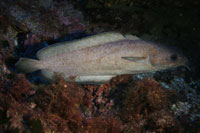 See all pictures for Phycis phycis