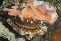 See all pictures for Pinctada imbricata