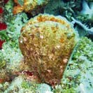 See all pictures for Pinna carnea
