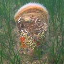 See all pictures for Pinna nobilis