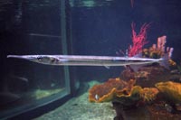 See all pictures for Platybelone argalus
