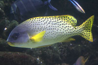 See all pictures for Plectorhinchus gaterinus