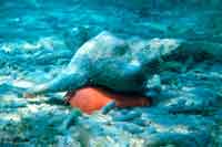 See all pictures for Pleuroploca gigantea