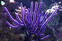 See all pictures for Plexaura flexuosa