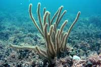 See all pictures for Plexaurella spp.