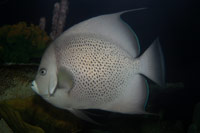 See all pictures for Pomacanthus arcuatus