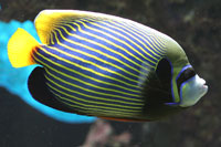 See all pictures for Pomacanthus imperator