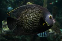 See all pictures for Pomacanthus paru