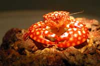 See all pictures for Porcellana sayana
