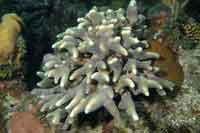 See all pictures for Porites porites