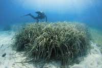 See all pictures for Posidonia oceanica