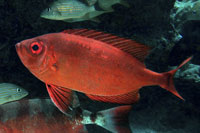 See all pictures for Priacanthus arenatus
