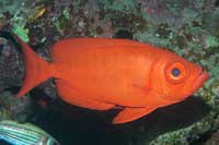 See all pictures for Priacanthus hamrur