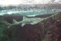See all pictures for Pristis pectinata