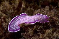 See all pictures for Prostheceraeus giesbrechtii