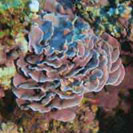See all pictures for Pseudolithophyllum expansum