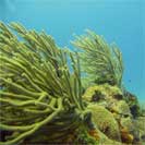 See all pictures for Pseudoplexaura spp