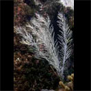 See all pictures for Pseudopterogorgia acerosa