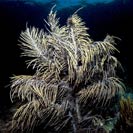 See all pictures for Pseudopterogorgia spp.