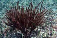 See all pictures for Pterogorgia guadalupensis
