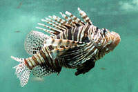 See all pictures for Pterois miles