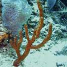 See all pictures for Ptilocaulis sp