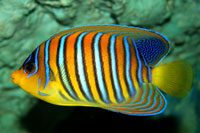 See all pictures for Pygoplites diacanthus