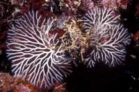 See all pictures for Reteporellina Evelinae