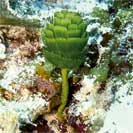 See all pictures for Rhipocephalus phoenix