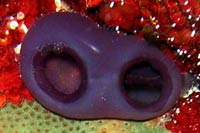 See all pictures for Rhopalaea abdominalis