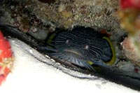 See all pictures for Sanopus splendidus