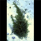 See all pictures for Sargassum sp.