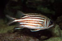 See all pictures for Sargocentron vexillarium