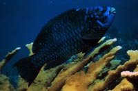 See all pictures for Scarus coelestinus