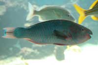 See all pictures for Scarus guacamaia
