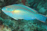 See all pictures for Scarus taeniopterus