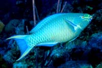 See all pictures for Scarus vetula