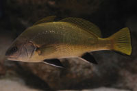 See all pictures for Sciaena umbra