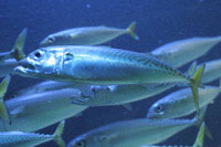 See all pictures for Scomber scombrus
