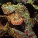 See all pictures for Scorpaena plumieri