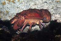 See all pictures for Scyllarides aequinoctialis