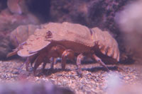 See all pictures for Scyllarides latus