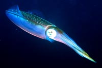 See all pictures for Sepioteuthis sepioidea