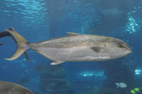 See all pictures for Seriola dumerili