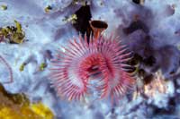 Ver todas las fotos para Serpula vermicularis