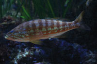 See all pictures for Serranus cabrilla