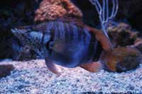 See all pictures for Serranus scriba
